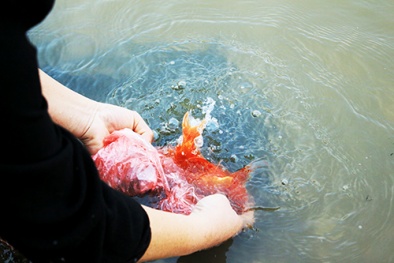 Thả 10 con cá chép một lúc trong ngày ông Công, ông Táo